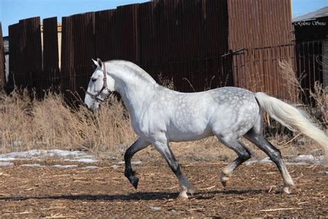 Russian Horses Orlov Trotter Brindle Horse Dapple Grey Horses White