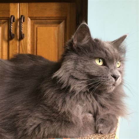 It doesn't take james bond to tell if your cat came from russia with love. Russian Blue Cat Gallery | Grey cat breeds, Angora cats ...