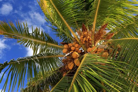 Tropical Coconut Palm Leaves Tree Top Of Coconut Tree My Xxx Hot Girl