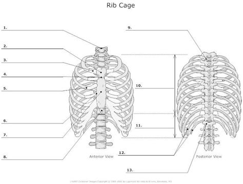 Rib Cage Posterior View Labeled Lungs And Rib Cage Posterior View