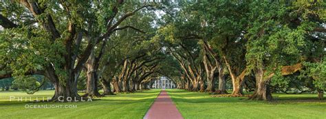 Oak Alley Plantation And Tunnel Of 300 Year Old Southern Live Oaks