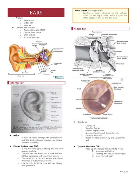 Solution Anatomy Of The Ear Lecture Studypool