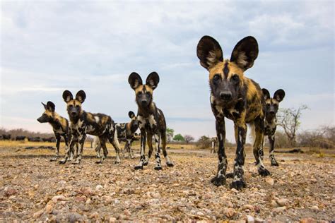 Perked Up African Wild Dogs Magazine Articles Wwf