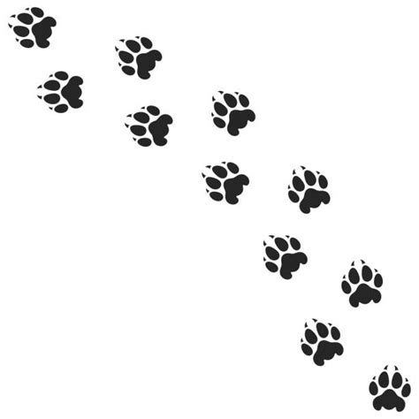 Lion Paw Prints Silhouettes Illustrations Royalty Free Vector Graphics