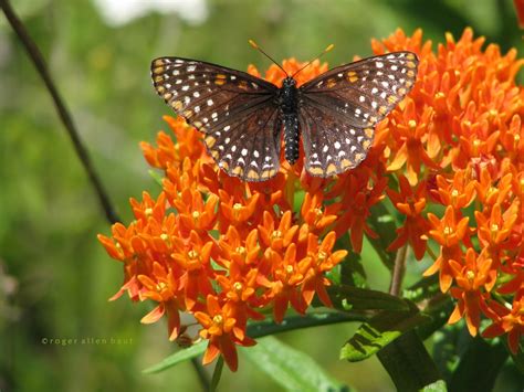 Chasing Tao: Butterfly Daze w/Symbiosis