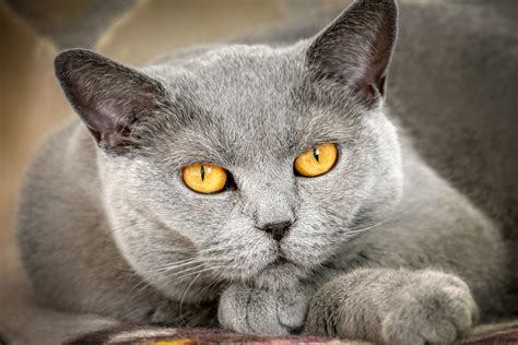 Canadas Very Best Grey Cat Names The Dog People By