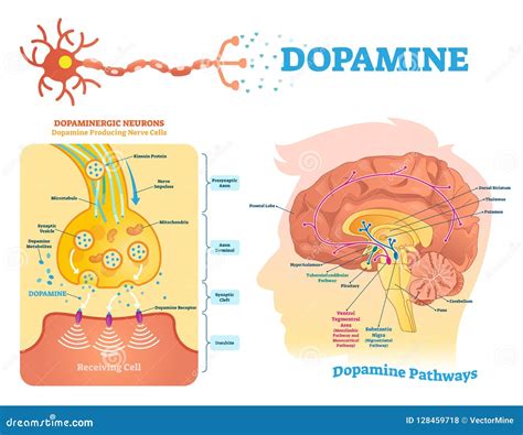 Dopamine Labeled Diagram With Its Action And Pathways Coloso