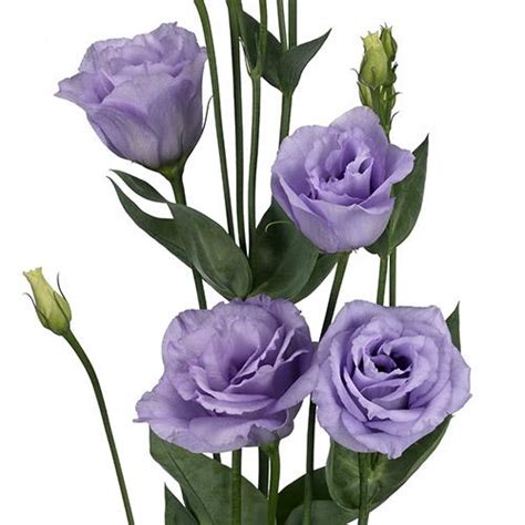 Rosita Lisianthus Seeds For Cut Flowers Eustoma Grandiflorum