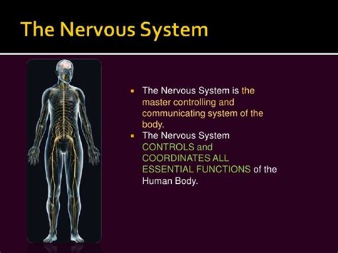 The Nervous System Slide Show