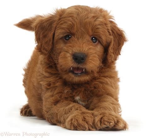 The goldendoodle is the result of breeding a golden retriever and a poodle together. Dog: Cute playful red F1b Goldendoodle puppy photo - WP36749