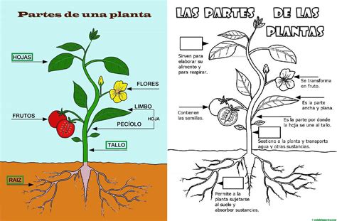 Informacion Sobre Las Plantas Para Niños De Primaria Noticias Niños