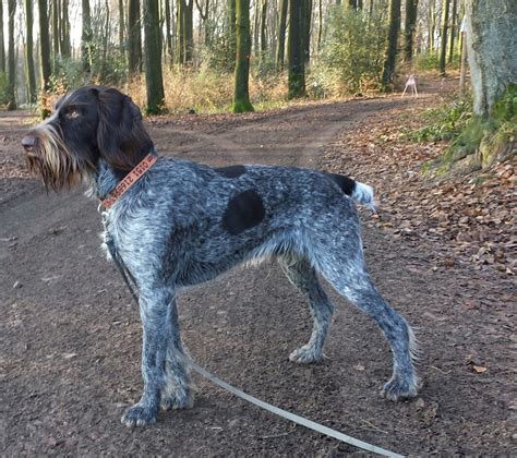 60+ most beautiful english setter dog pictures and photos. Top 10 Best Dogs for Bird Hunting | Herepup