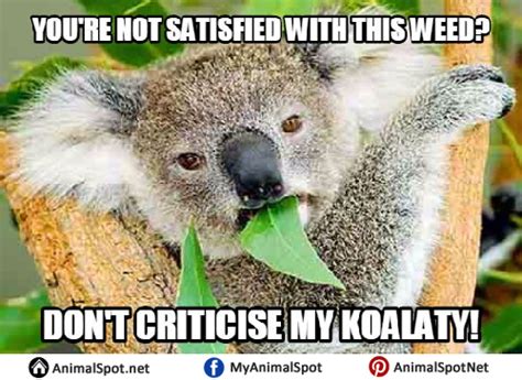 Koala Memes