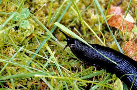 Large Black Slug On Grass In A Garden Stock Photo Image Of European
