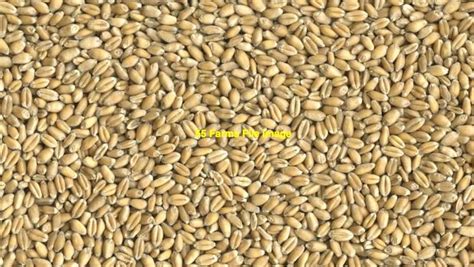 Aswapw Wheat Ex Paddock Grain And Seed Wheat For Sale
