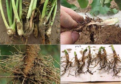 Root Rot How To Identify Causes And How To Control