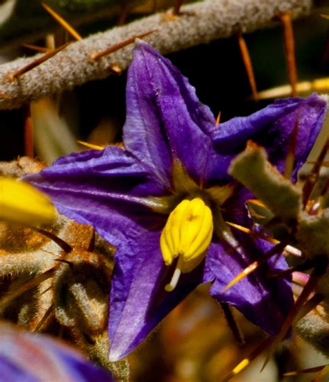Wildflower Purple Star Flower