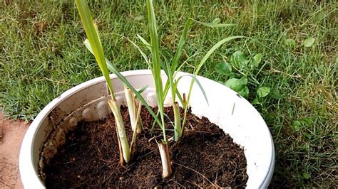 Having lemongrass in your garden can ward off a lot of pests, and it's actually quite easy to grow! How to Grow Lemongrass from Stalks | Dietplan-101.com ...