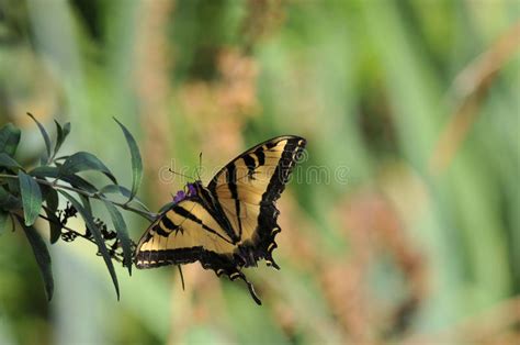 Farfalla Occidentale Di Rutulus Di Tiger Swallowtail Papilio Sulla