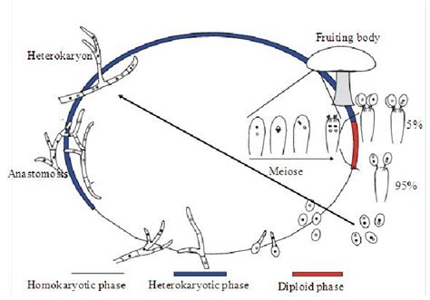 Typical Life Cycle Of Agaricus Bisporus Var Bisporus Most Basidia