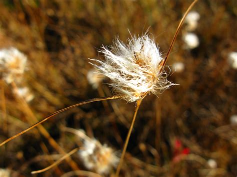 Cotton Grass Macro Foliage Free Nature Pictures By Forestwander