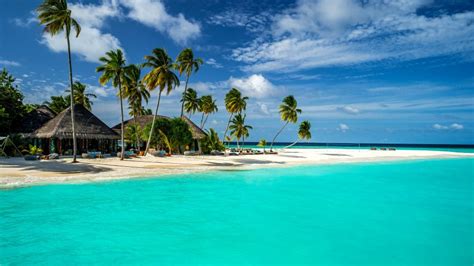 Tropical Island Maldives Indian Ocean Palm Tree Turkuaz