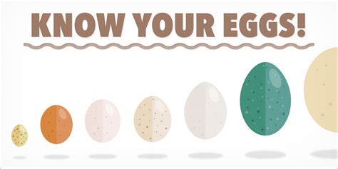 Bake an additional 15 to 20 minutes or until meat thermometer inserted in center of loaf reads 160°f. Types of Eggs - Business Insider