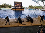 Loro Parque, uno de los mejores zoológicos del mundo, cumple 47 años ...