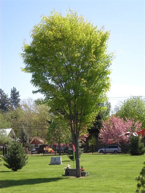 What Is The Best And Fastest Growing Shade Tree