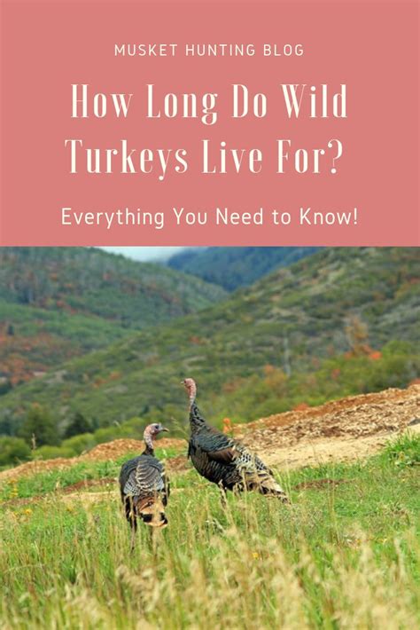 How Long Do Wild Turkeys Live For Everything You Need To Know