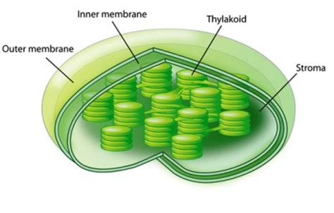 Cell Components And Their Functions Hubpages