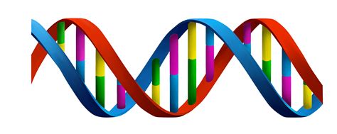 Colorful For Children Dna Images Png Transparent Background Free