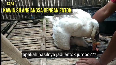 Langkaperkawinan Silang Antara Angsa Dengan Entokberharap Hasilnya