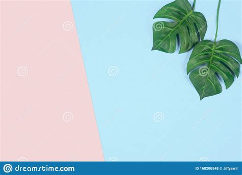 Green Tropical Palm Leaf On Pastel Colored Background Stock Photo