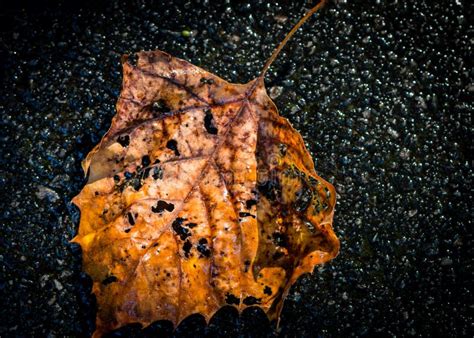 Autumn Leaves Falling From A Tree Onto The Floor Stock Photo Image