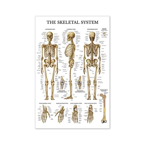 Scientific Model Of Human Skeletal System Chart Education Poster Canvas