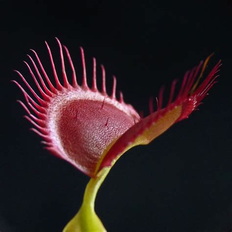 100 Sementes De Planta Carnívora Dionaea Muscipula R 15 00 Em Mercado Livre