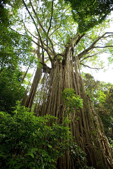 The Curtain Fig Tree Is One Of The Attractions On The Tropical Highland