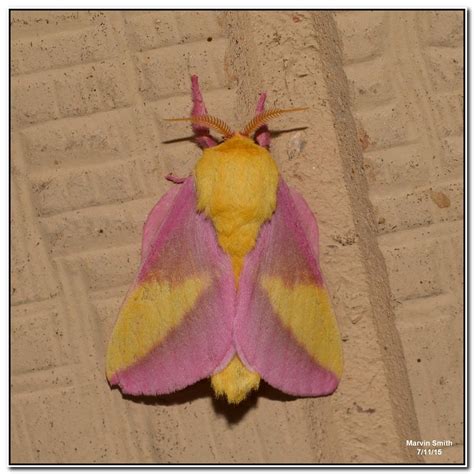 Nature In The Ozarks Rosy Maple Moth Dryocampa Rubicunda 7715