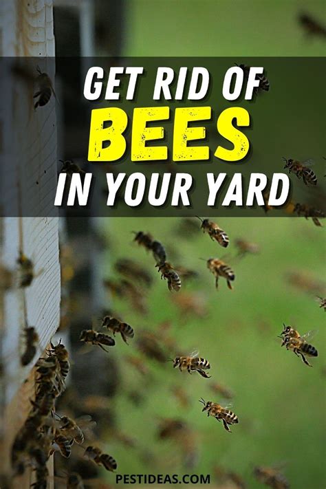 Get Rid Of Bees In Your Yard Getting Rid Of Bees Natural Bee
