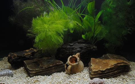 Update Imagen Freshwater Fish Tank Background Thptletrongtan Edu Vn