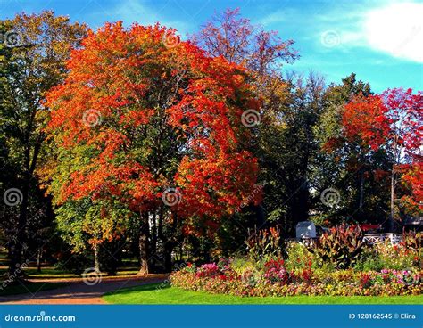 Autumn Maple Trees In Fall City Park Stock Image Image Of Peace