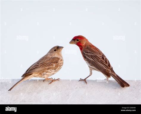 House Finch Pair Stock Photo Alamy