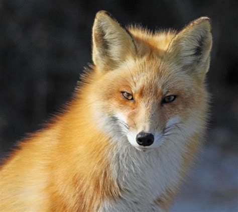 Sly Looking Fox What Is He Up To~ Cute Foxes Pinterest Red Fox