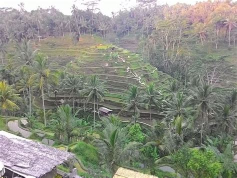 Agung Balitours Ubud 2021 All You Need To Know Before You Go With