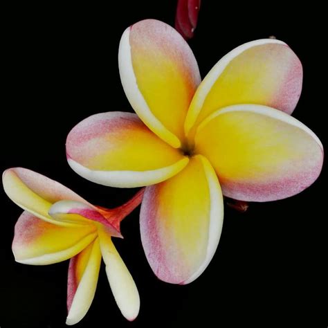 I have waited to water until the soil was quite dry and then i would water. Maui plumeria | Plumeria, Frangipani, Flower cake