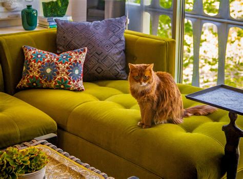 How To Make Your Place Cat Friendly But Also Chic The Washington Post