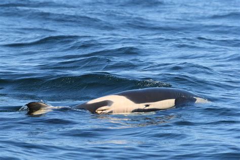 Southern Resident Orca Loses Calf Shortly After Birth Islands Sounder