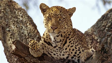 Animals Jaguars Wallpapers Hd Desktop And Mobile Backgrounds