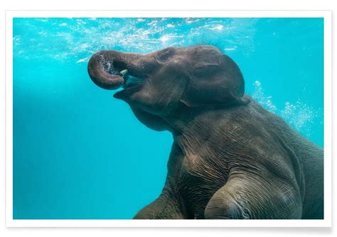 Swimming Elephant Poster Juniqe